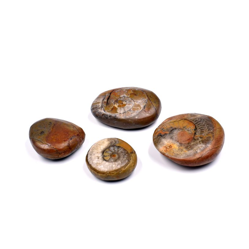 菊石湖北恩施水冲打磨叶菊石海螺古生物化石科普摆件