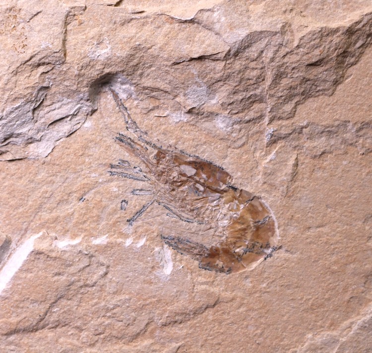 化石天然辽西奇异环足虾果虾爬龙虾白垩纪古生物摆件