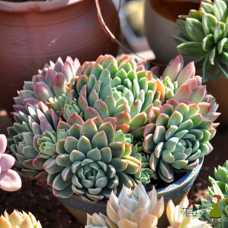 爱丽丝多肉植物彩云之南多肉盆栽花婆婆多肉基地肉肉满20发货