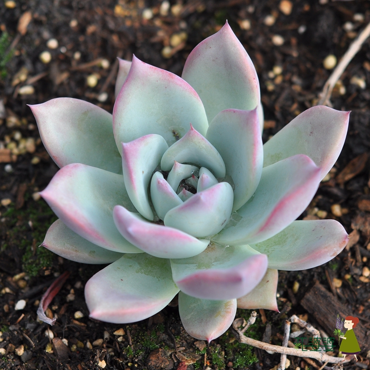 多肉野卡植物彩云南多盆栽婆婆基地肉肉20发货多肉植物