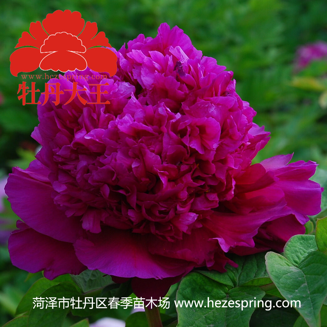 牡丹庭院大王首案红正宗重瓣盆栽阳台菏泽牡丹花时令草本花卉