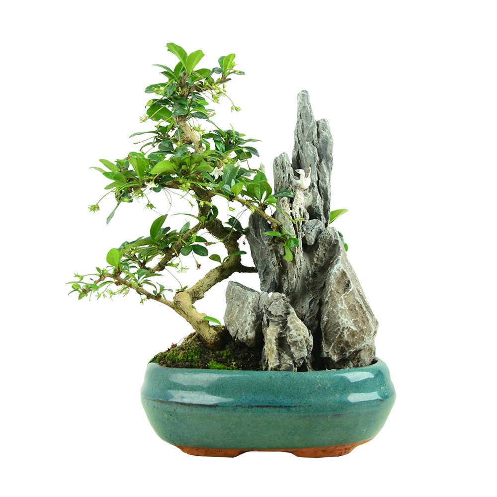 福建茶盆景老桩茶树室内办公室桌面开花客厅假山造型盆栽植物送礼