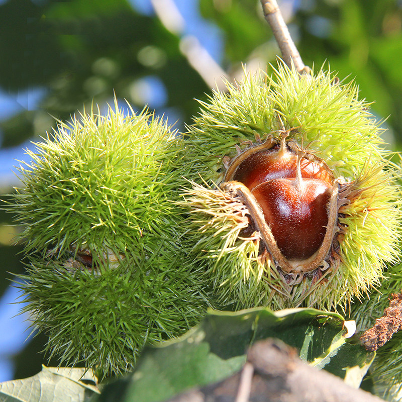 正宗迁西生板栗新货生栗子煲汤蒸煮烤粉糯香甜3斤装2021年新摘