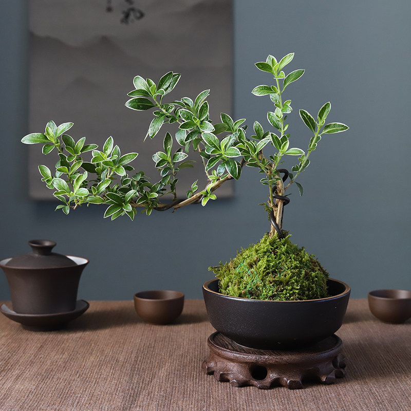 苔玉植物绿植禅意客厅中式办公室茶桌苔藓叶茶桌造型盆景