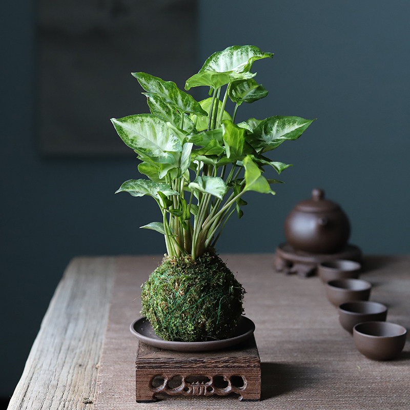 苔玉苔藓绿精灵办公室桌面净化空气个性创意绿植盆栽绿植