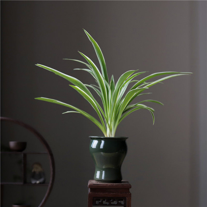 金边叶盆景净化空气甲醛迷你盆景茶室办公室观吊兰中式绿植