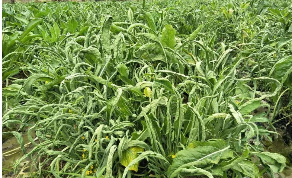 春节不打打烊桂林新鲜现摘柳叶菜心农家卷叶叶菜类