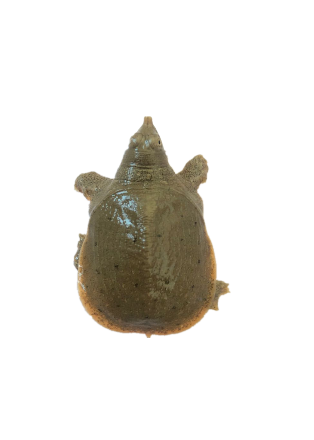 生态甲鱼中华鳖苗王八水鱼养殖食用放生水产甲鱼