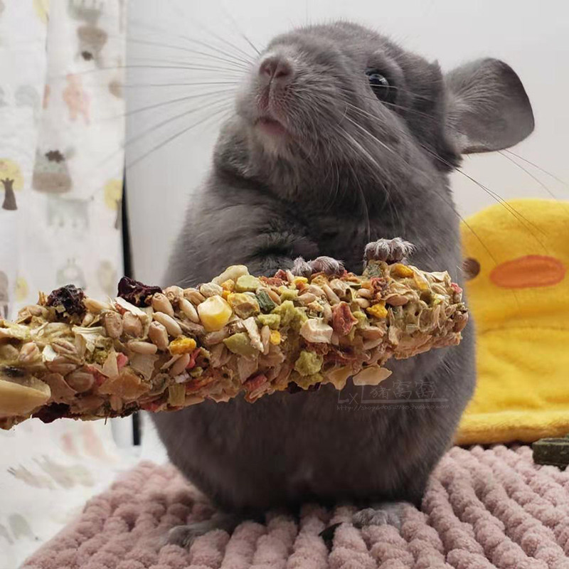 紫色已售展示耳钉纯紫梦幻大体体型进口龙猫龙猫