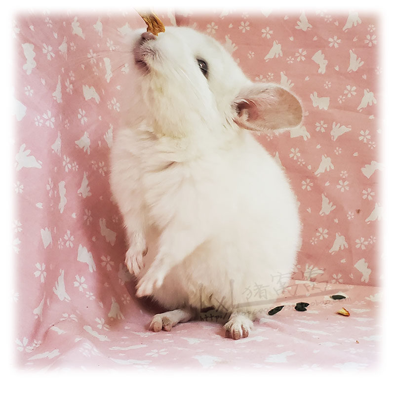 已售展示粉白龙猫杂粉白色龙猫宝宝进口大型龙猫活体