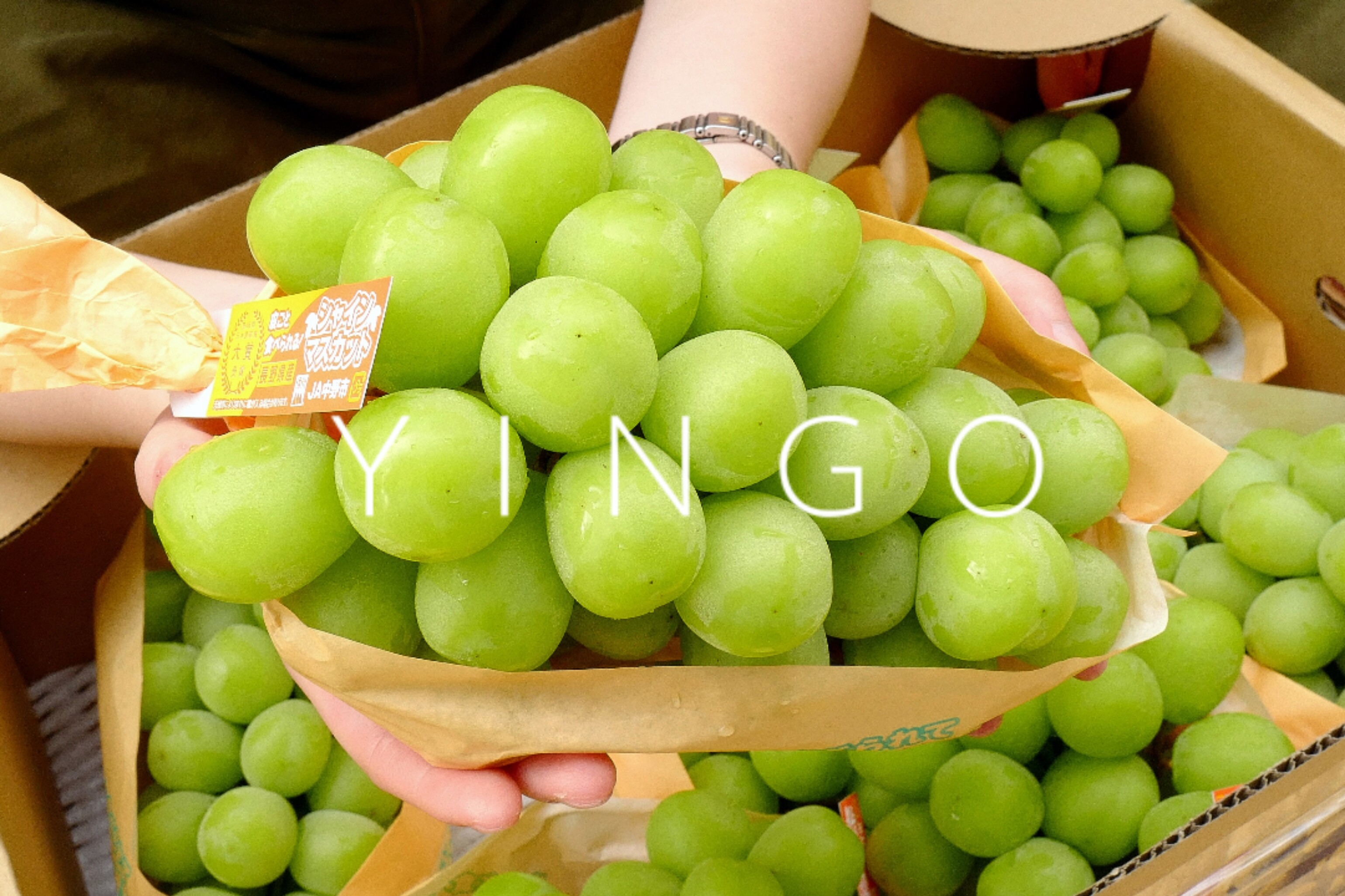 日本长野香印青提青印品种阳光青幻麝香葡萄玫瑰花香青提1串600g | 伊