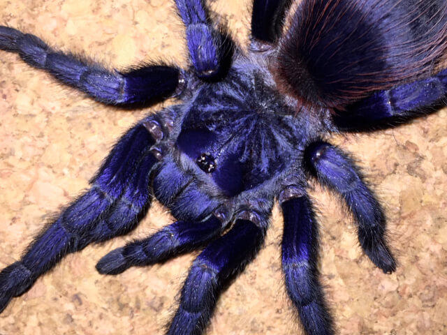 新手推荐巴西大蓝宠物蓝色色系温顺活体好养地蜘蛛