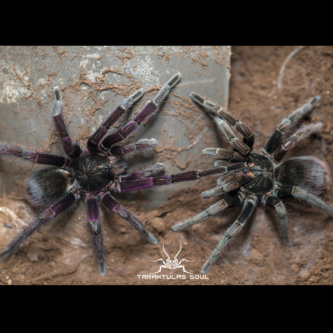 pam哥伦比亚粉艳模式小母ts爬魂蜘蛛宠物蜘蛛