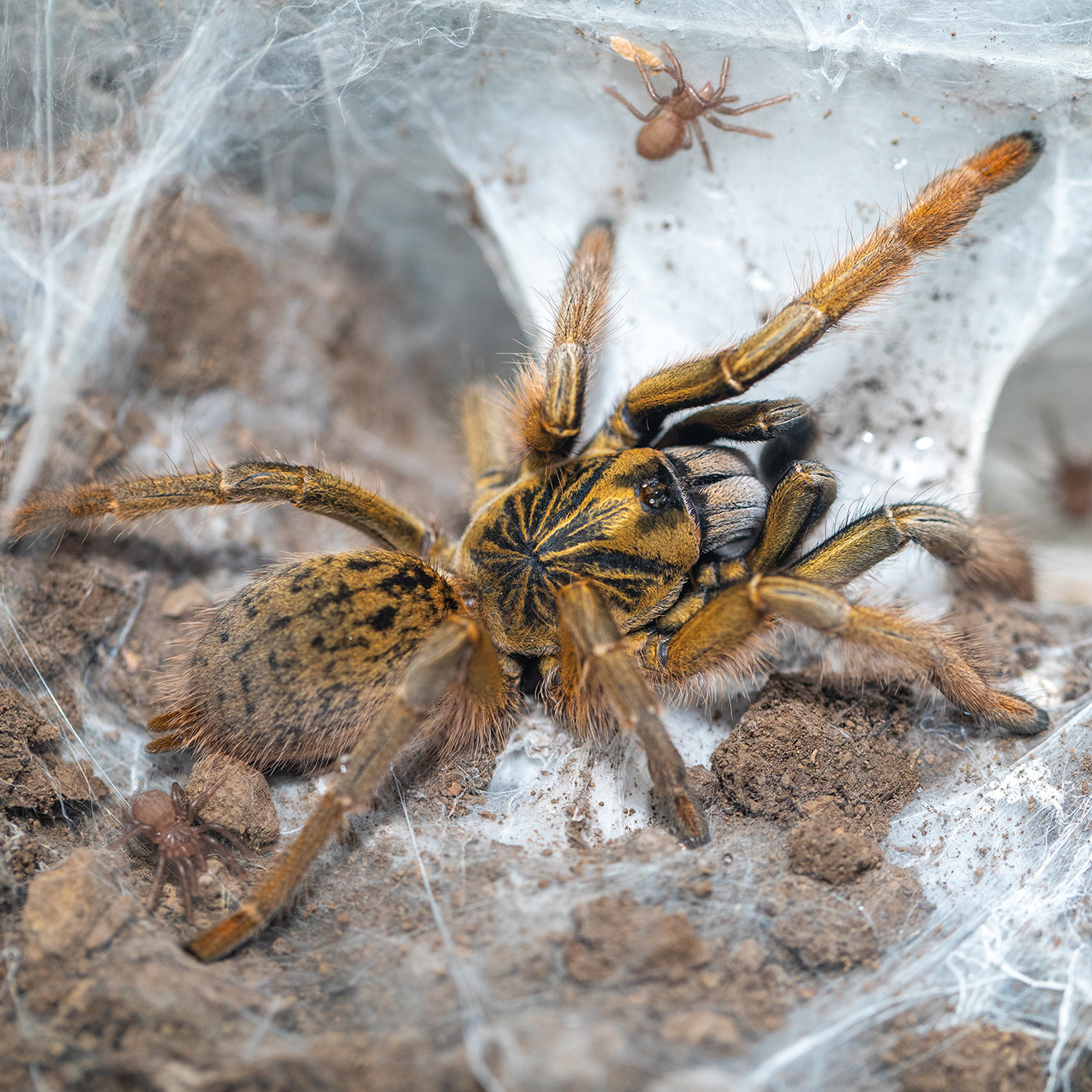 巴布莫桑比克黄金augacephalusbreyeri纯种非洲蜘蛛ts爬魂蜘蛛