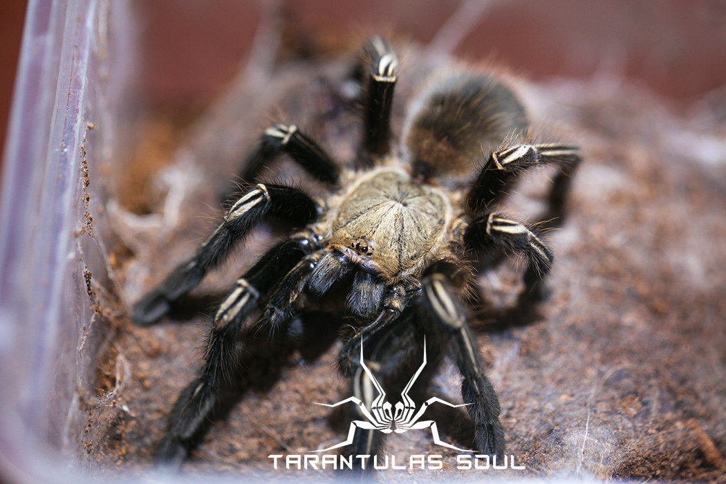 火焰黄膝头膝头5l幼体蜘蛛ts爬魂蜘蛛