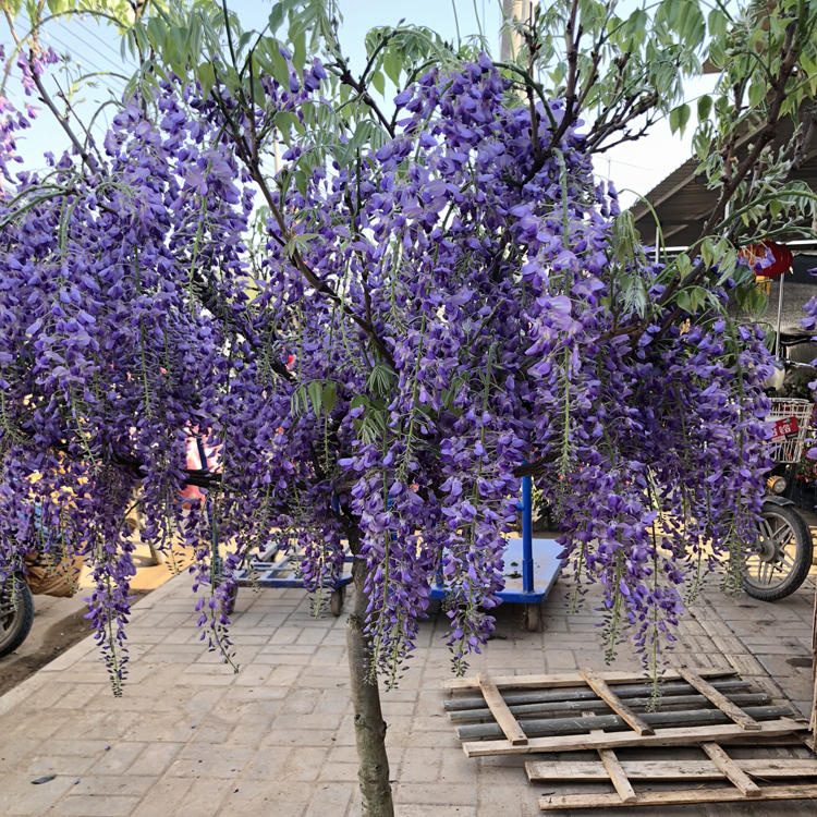 紫藤日本多花藤本植物紫藤花花苗盆栽紫罗兰紫水晶花卉