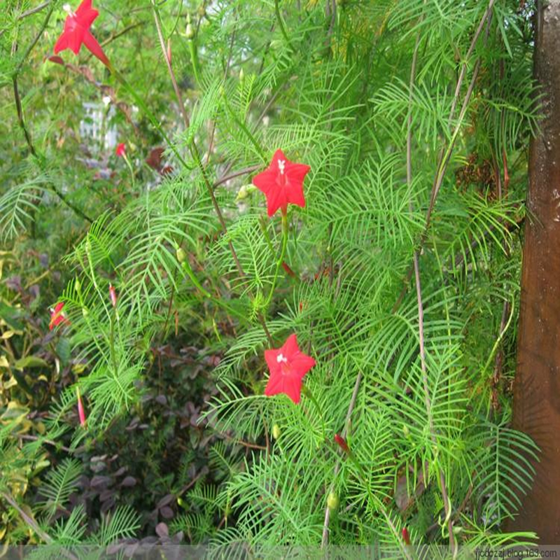 植物庭院爬藤花卉盆栽红五五角五角星星花四季花卉