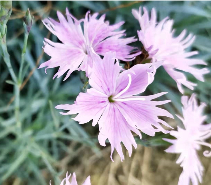 石竹蓝灰盆栽多年生常绿植物庭院花卉耐寒耐热花镜时令草本花卉