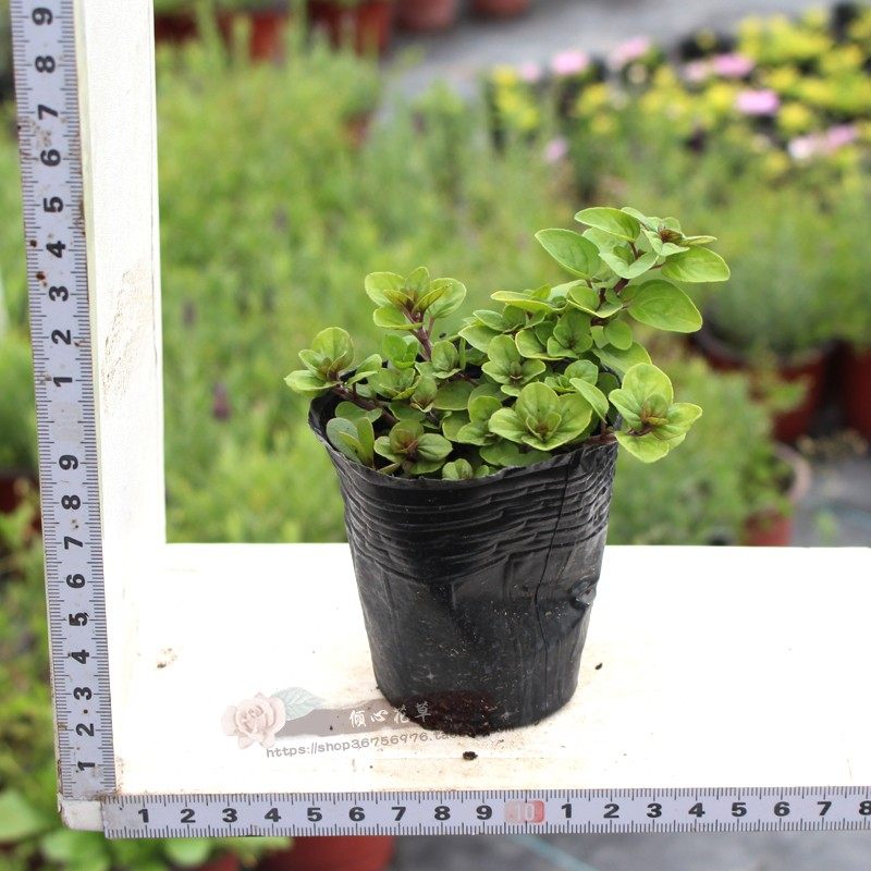 甜牛至希腊牛至黄金牛至奥勒冈披萨草香草花卉小盆栽苗