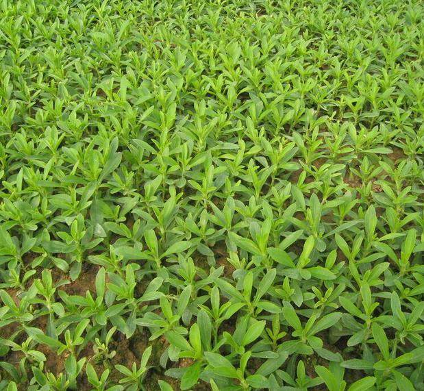 香草植物 甜叶菊苗 绿植小盆栽苗 植物糖 叶片泡茶植物 种苗_双氙车灯
