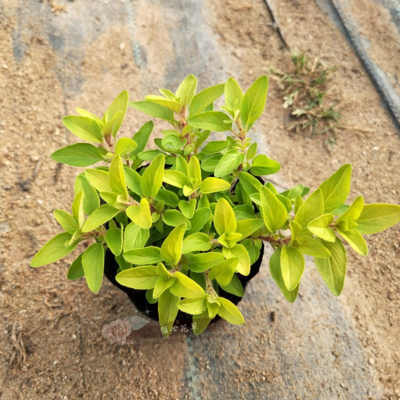 甜牛至希腊牛至黄金牛至奥勒冈披萨草香草花卉小盆栽苗