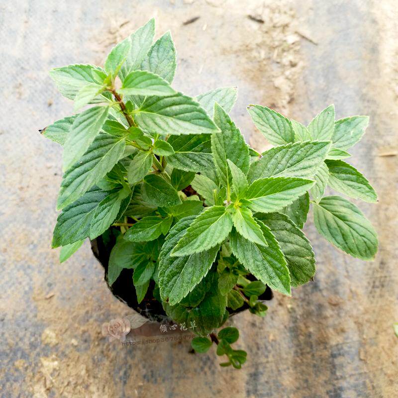 土薄荷盆栽苗食用薄荷苗生薄荷潮汕草药绿植花卉植物厨房香料植物