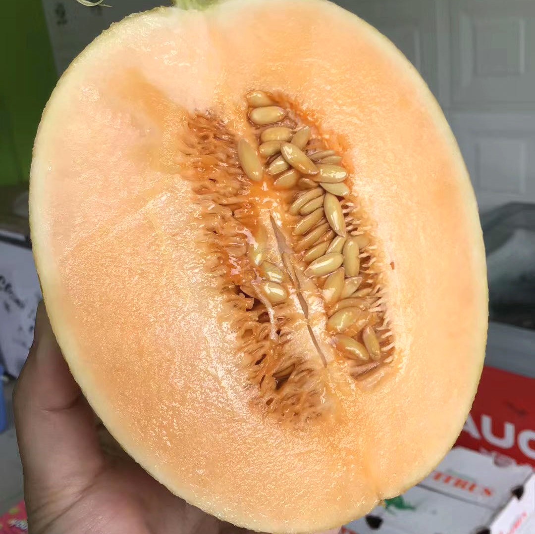 新鲜水果哈密瓜西州网纹银河蜜瓜1箱4只95元哈密瓜