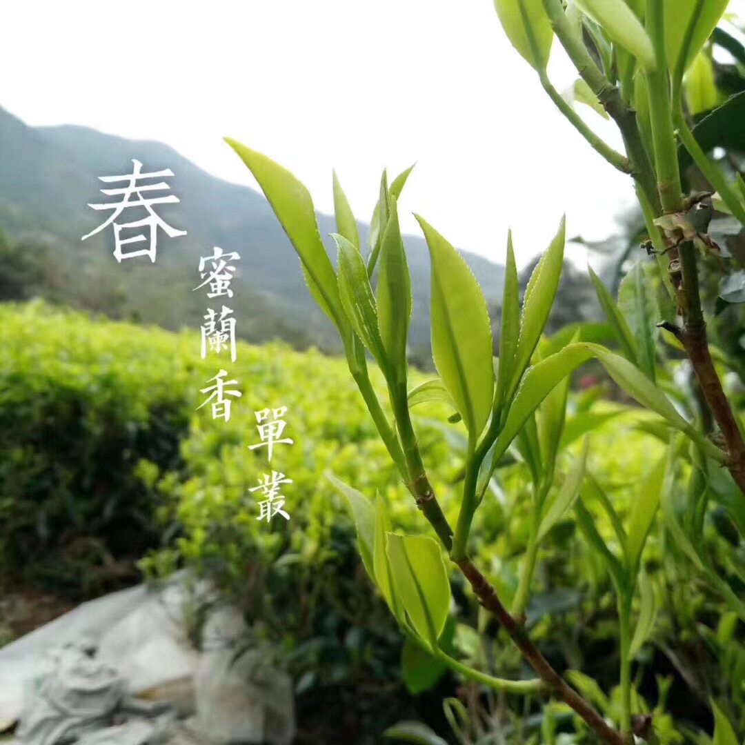 蜜兰凤凰单丛茶叶乌岽单枞浓香香型潮汕特产凤凰单丛