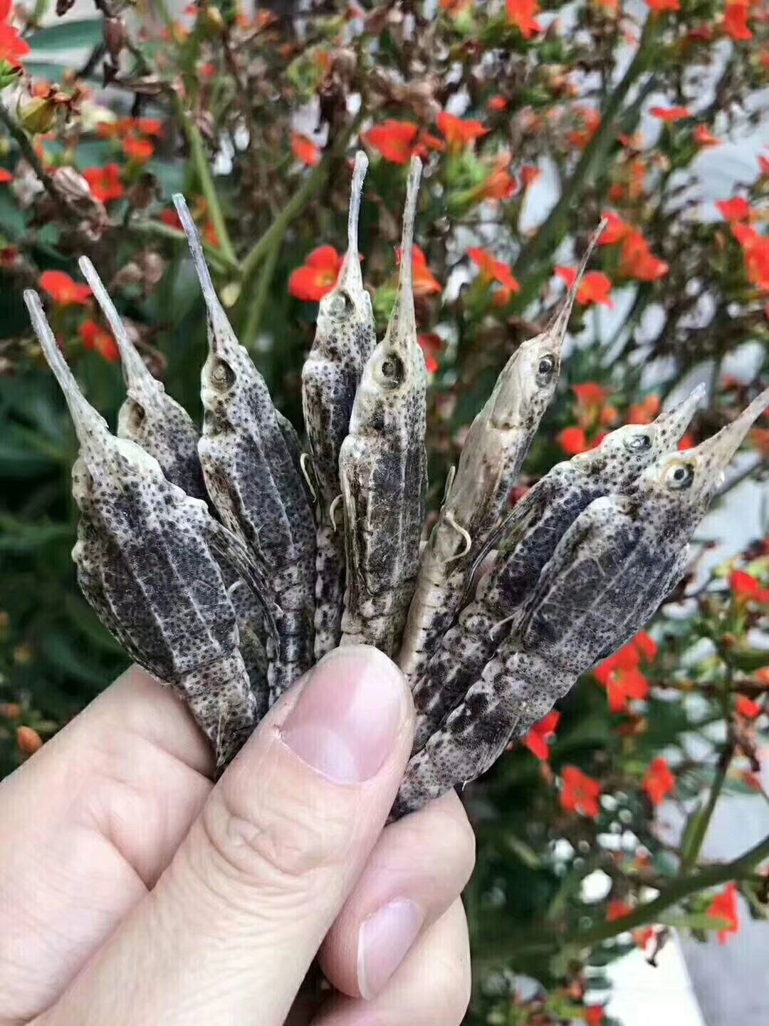 渔民自晒野生海麻雀干货海燕子咽喉肿痛可泡酒材料煲汤药材100克