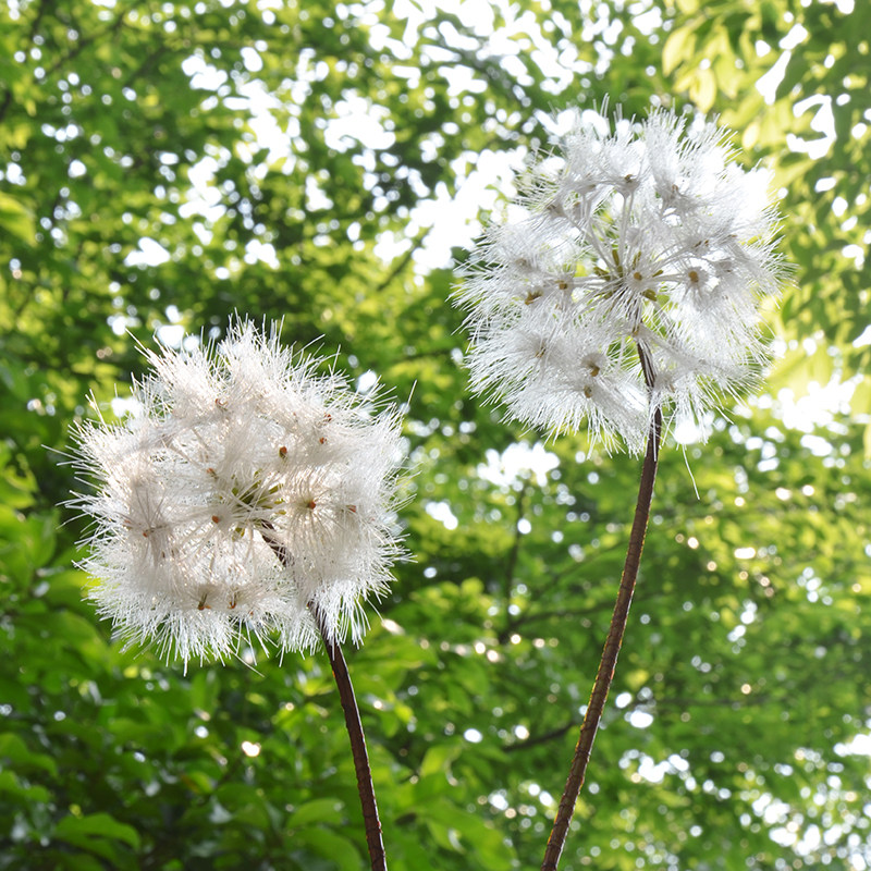 蒲公英仿真花假客厅落地摆件花卉北欧装饰花艺仿真花