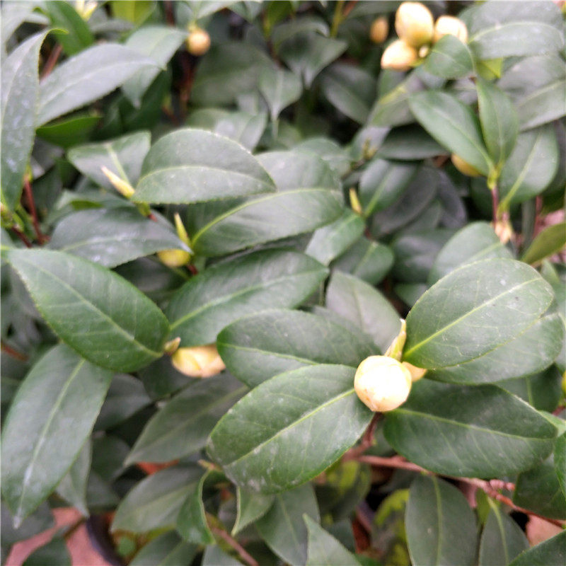 童子面茶花树苗盆栽树苗云南名茶粉色白色山茶花卉绿植阳台庭院