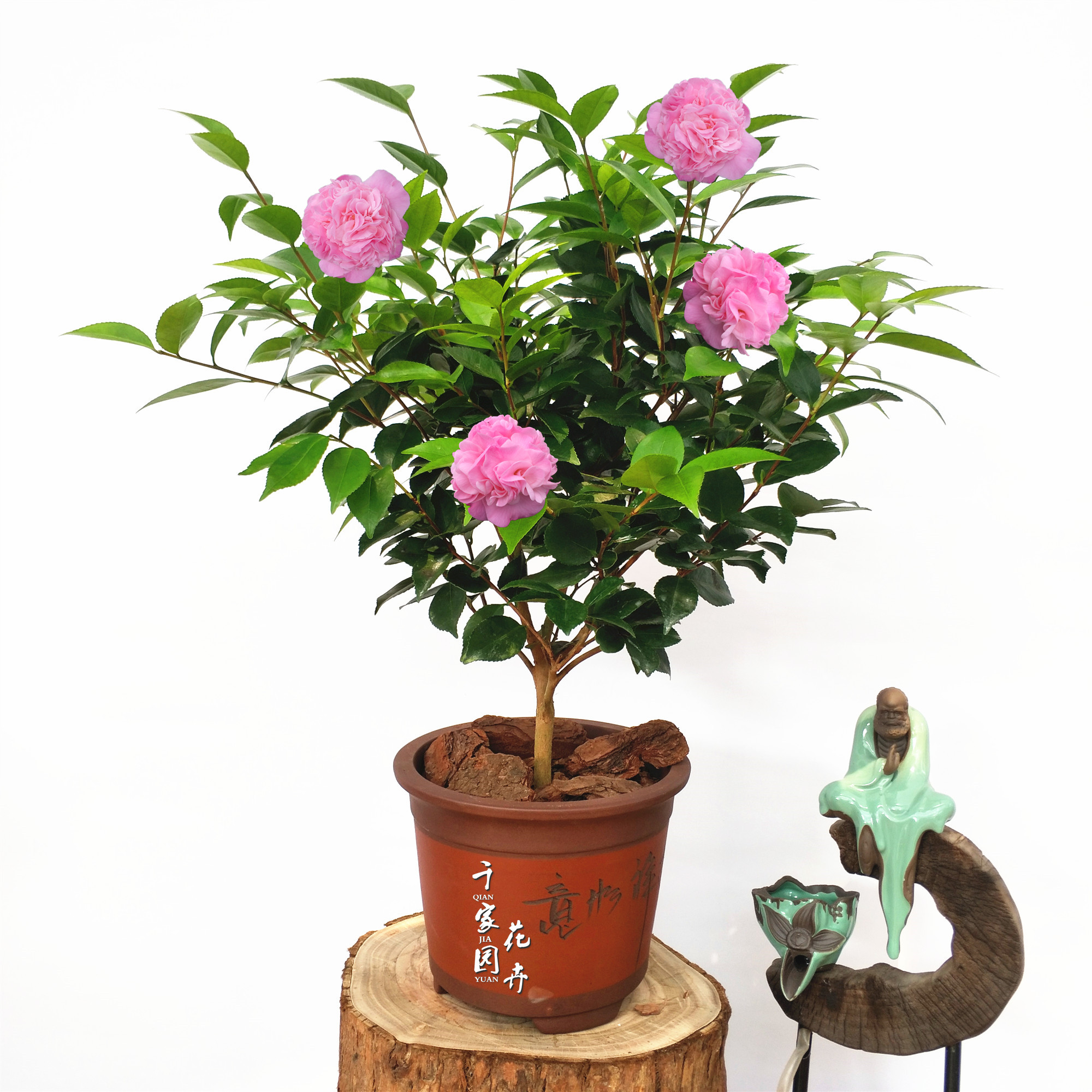 香妃茶花烈香山茶花千家园花卉盆栽树苗浓香型四季常绿阳台庭院