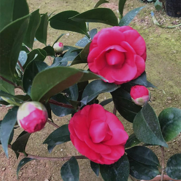 红玉茶花花苗盆栽山茶花花苞罕见品种植物绿植时令草本花卉
