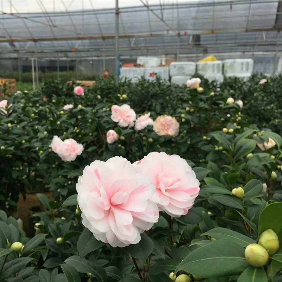 乔伊茶花盆栽一树多色肯德德力克开花绿植花卉花卉