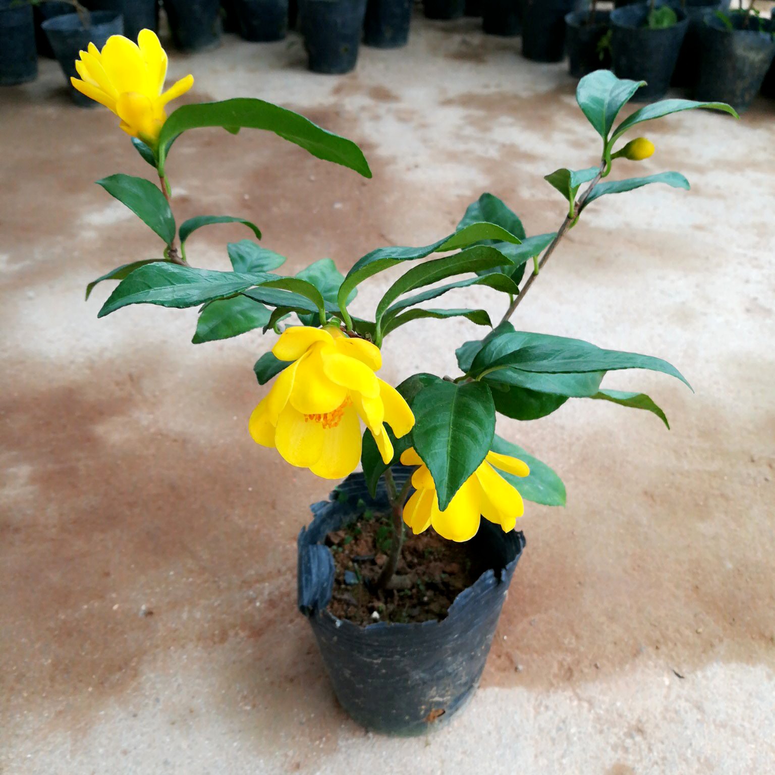 金花茶花茶防城抱茎脉黄黄樽凹毛瓣崇左四季名贵时令草本花卉