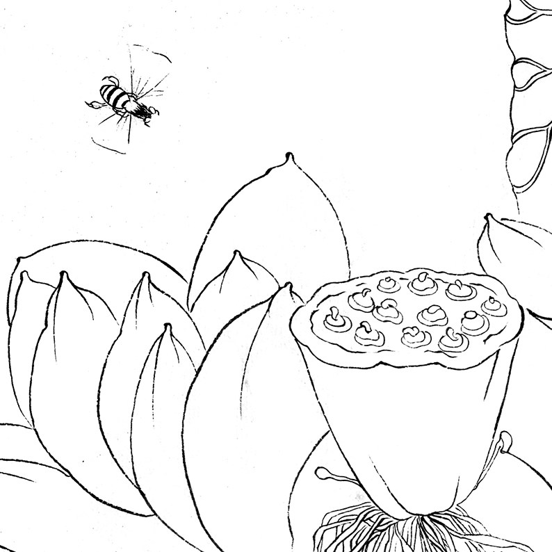 工笔画白描底稿荷花实物勾线打印稿杨冬冬冬冬羞妍国画