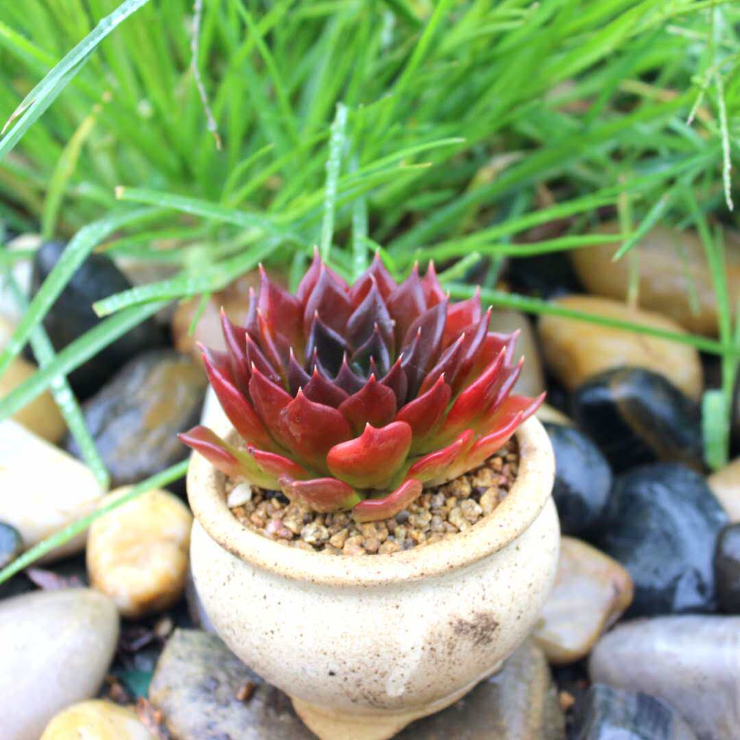 骑兵云南绿植盆栽创意阳台花园二木植物子多多肉植物