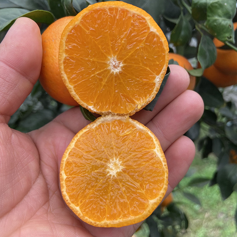 四川无籽沃柑炫蜜柑清香桔子蜜桔清香橘现摘新鲜水果手剥整箱10斤