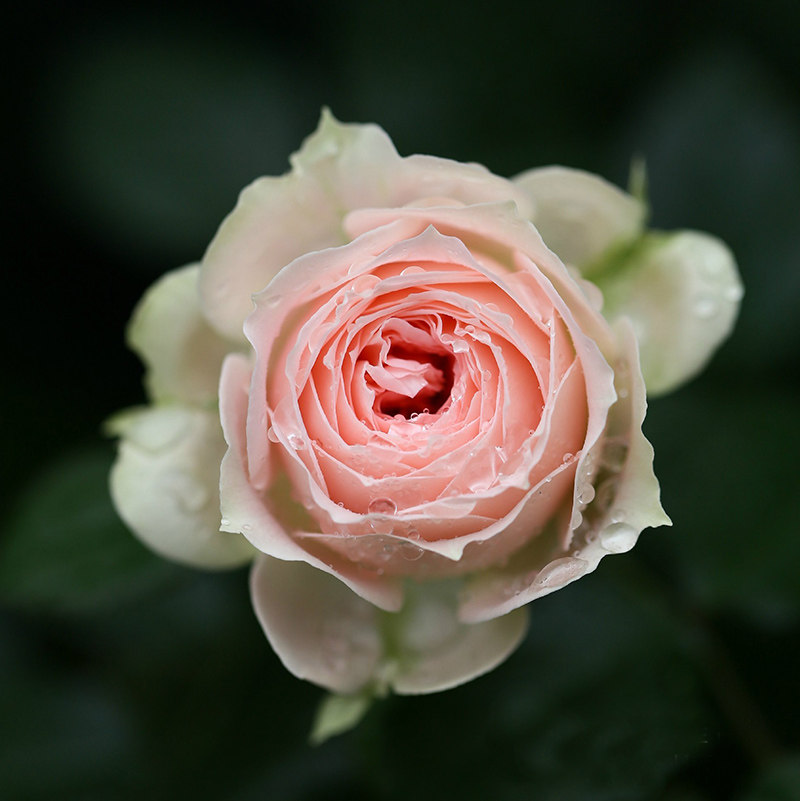 门廊灌木月季花苞腮红绒球欧月藤本月季花苗蔷薇时令草本花卉