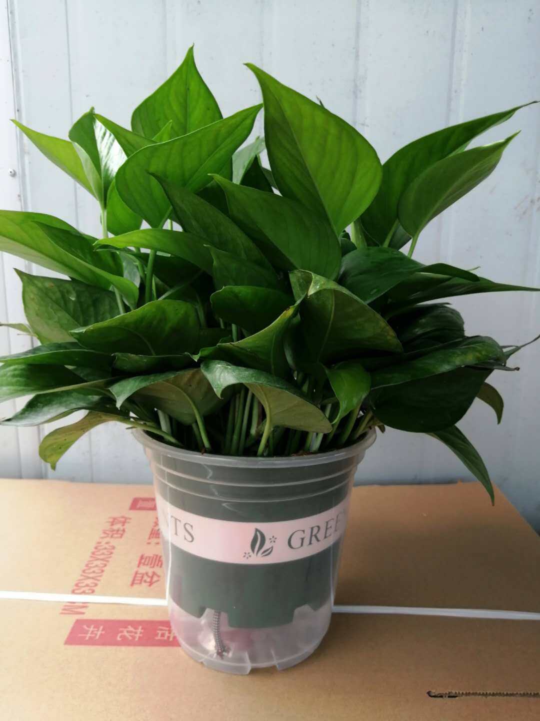 绿萝盆栽室内植物花卉吸甲醛水培绿植长藤绿罗盆景懒人大绿箩吊兰