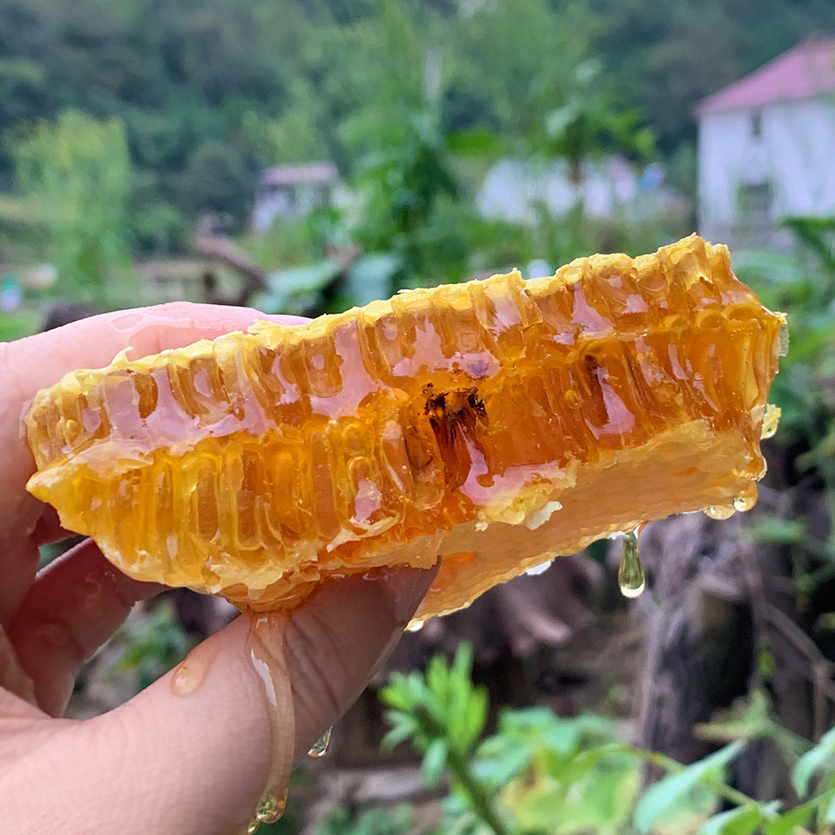 晚桔深山木桶百花中蜂蜂蜜一年一割成熟封盖蜂蜜