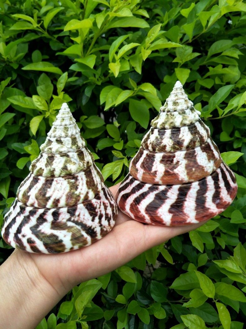 海螺天然贝壳红斑鈡螺红塔宝塔水族鱼缸造景海螺