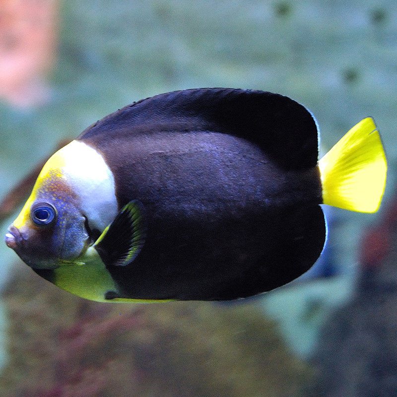 澳洲神仙西非仙东澳蓝面仙花面海水活体海水缸鱼