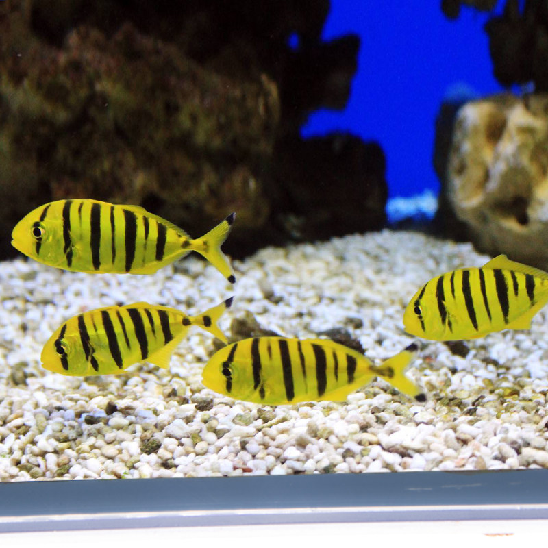 黄金海水活体海水缸宠物鱼群鱼易检疫颗粒鱼