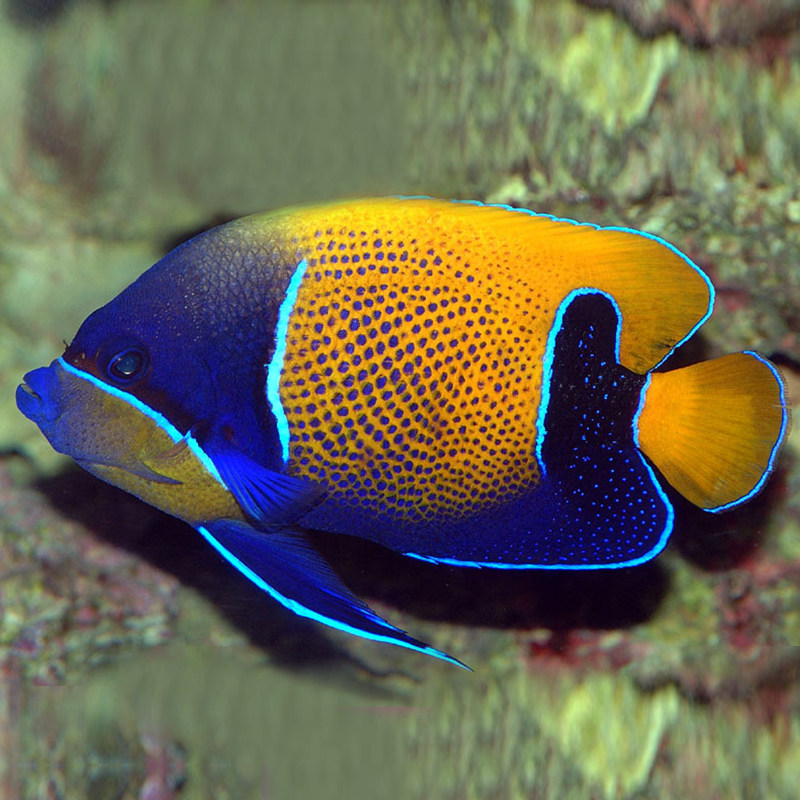 金毛巾神仙检疫水缸活体海海水六间蓝环蓝面马鞍鱼