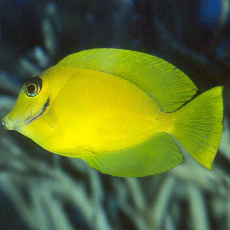 黄吊一字吊成幼鱼食苔倒吊类藻吃观赏海水活体海鱼