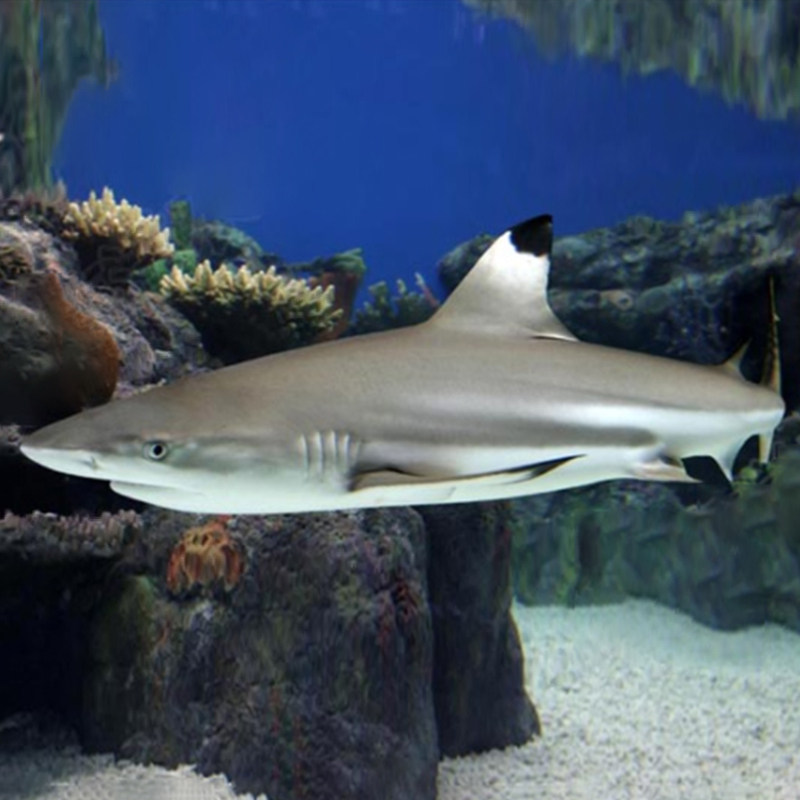 鳍鲨白鳍鲨柠檬鲨猫海水观赏鱼鲨鱼活体鱼