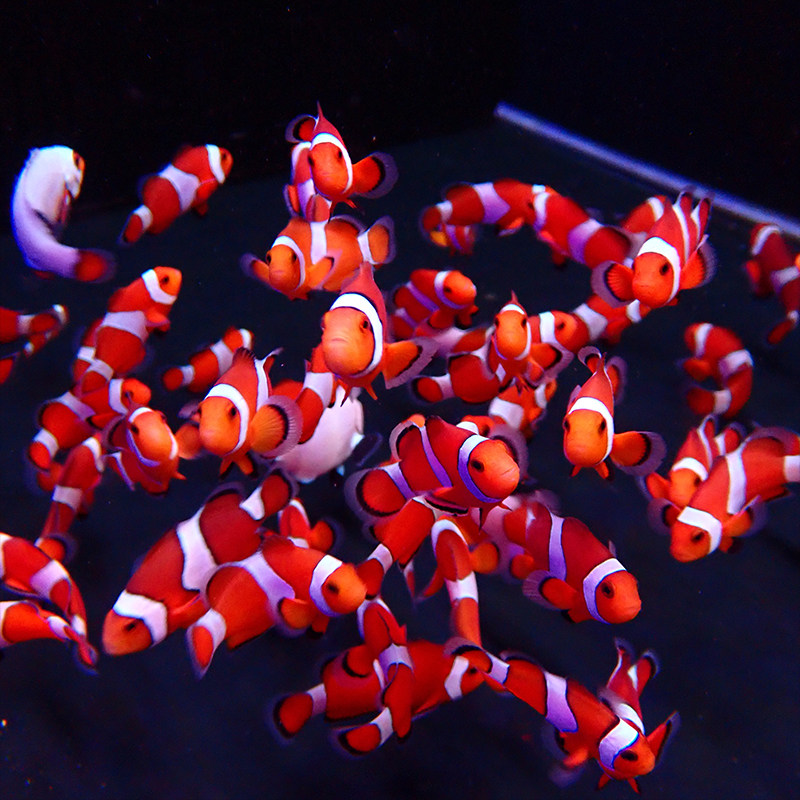 野生人工公子小丑鱼背心毕加索白金双带闪电海水鱼