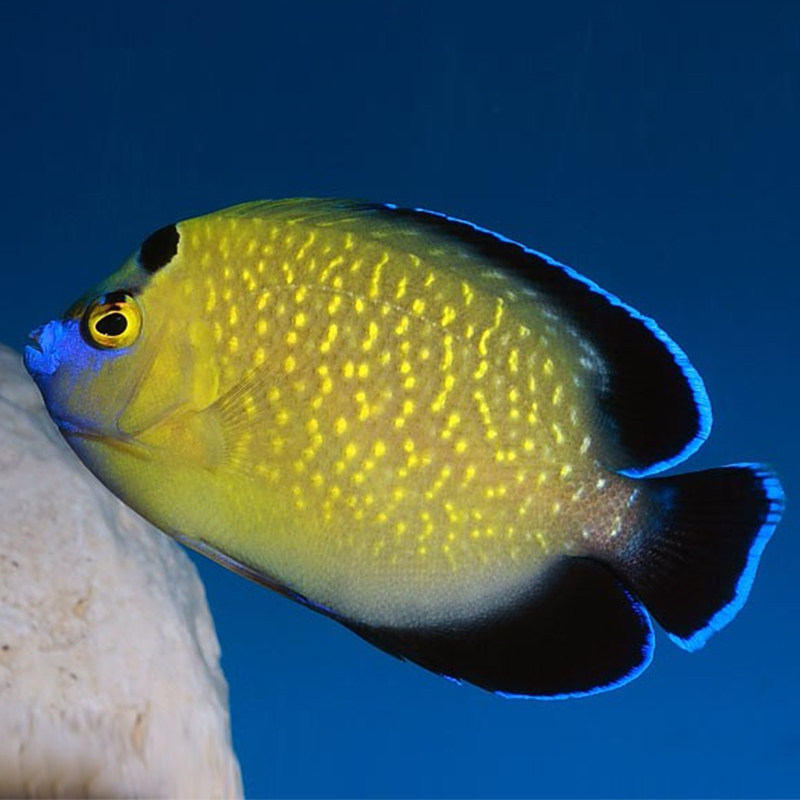 国王神仙金点仙美国石美人耳斑神仙海水鱼活体海水缸已检疫秒颗粒