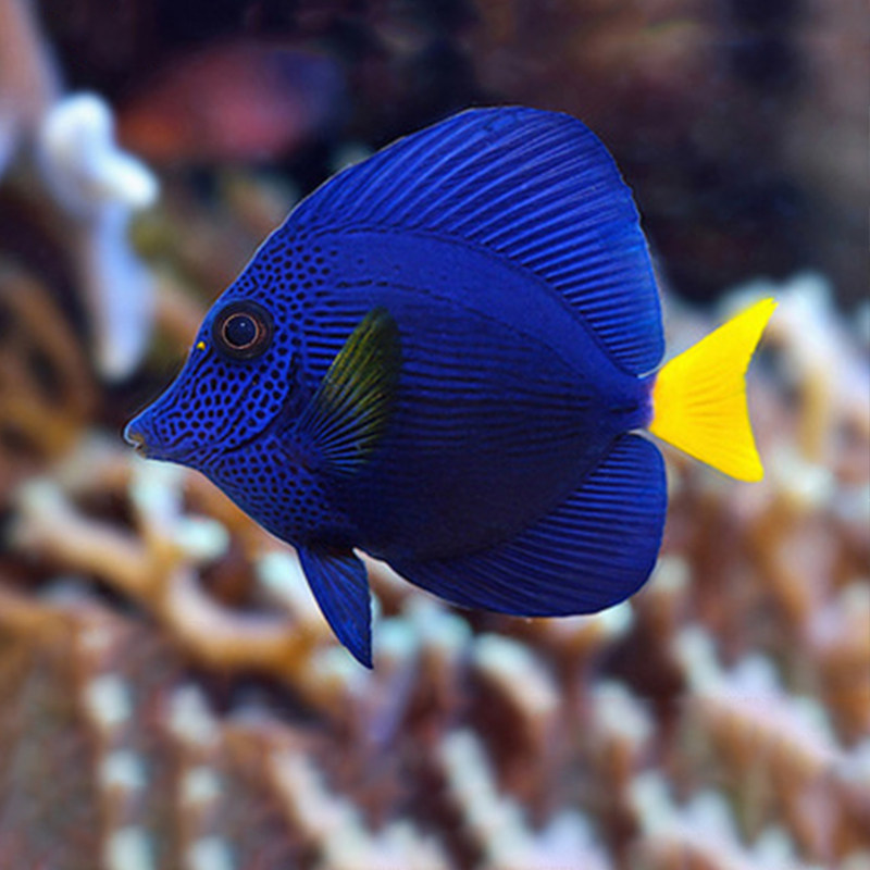 黄金吊紫吊紫蓝吊珍珠吊丝绒吊芥末吊海水鱼活体海水缸检疫秒颗粒